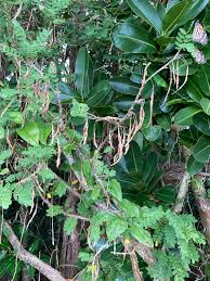 Image result for Ormocarpum