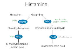 Allergies And Your Genes Histamine Autoimmunity And Dao Snps Suzy Cohen Suggests Ways To Heal Naturally Without Medication Mast Cell Activation Syndrome Mthfr Methylation