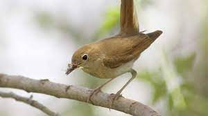 Many birds are brown, green or grey. Bto Bird Id Nightingale And Other Night Singers Youtube