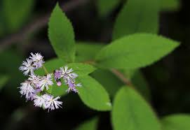 Image result for Bothriocline inyangana