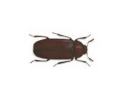 This can occur even if the grain was originally dried below thirteen to fifteen percent moisture. Common Species Of Pests In Food Rentokil