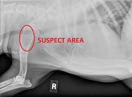 If your dog experiences difficulty getting up, tires easily or seems stiff, arthritis may be the culprit. Osteosarcoma Archives Dr Phil Zeltzman S Blog
