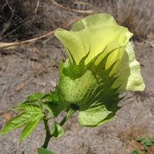 Image result for Gossypium barbadense