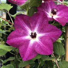 Image result for Clematis villosa