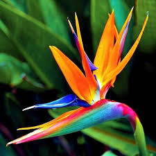 Heliconia Bird Of Paradise Plant Varieties Ohh Summer How We Love You Jungle Junglegurl Jungleglow Joinourtribe Paradise Flowers Birds Of Paradise Flower Birds Of Paradise