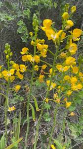 Image result for Eulophia katangensis