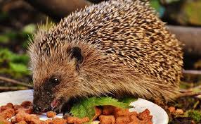 La sciatique est une douleur qui commence dans le bas du dos. Que Mange Un Herisson