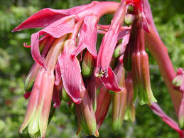 Image result for Beschorneria yuccoides