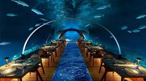 The islands attraction lies in its first class service with a variety of stragically located restaurants and the widest possible range of sports both on land and on the sea. 5 8 Undersea Restaurant Maldives Underwater Restaurant