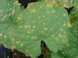 Image result for mildew on cucumbers