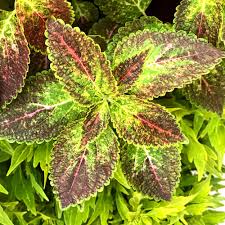 Image result for Coleus guerkei