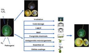 Image result for Avocado Base 1983 Crown