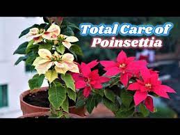 How To Care Poinsettia Plants Grow And Care Poinsettia Plants Christmas Flower Lobster Flower Youtube Poinsettia Plant Plants Poinsettia