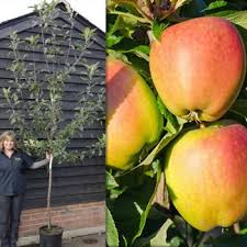 Each type of fruit tree has a different size and. Buy Fruit Trees Apple Orange Pear Fruit Tree Supplier Fruit Trees For Sale