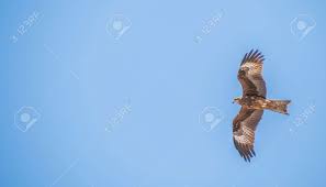 Black Kite Against Clear Blue Sky. Stock Photo, Picture And Royalty Free  Image. Image 185381035.