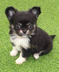 Long Hair Chihuahua Puppy Dog Chihuahua Puppies Cute Chihuahua Cute Animals