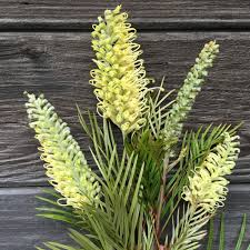 Image result for Grewia gracillima