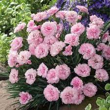 Pin Auf Phlox