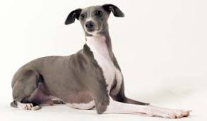 Mini italian greyhound pups for sale in jefferson, ohio $475 share it or review it beautiful, sweet, loving little mini italian greyhound female pups now available. Ohio Ig Rescue