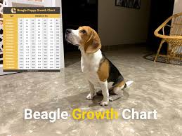 With dan gilvezan, ruth buzzi, adrienne alexander, pat carroll. Beagle Growth Chart From Puppy To Adulthood Beagle Care