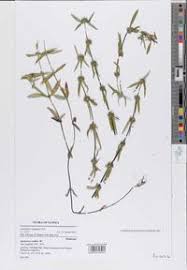 Image result for Spermacoce ruelliae