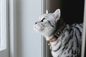 Wie sie den schlafplatz ihrer katze optimal gestalten nach einem ereignisreichen tag sehnt sich ihr kleiner abenteurer nach einem gemütlichen rückzugsort zum ausruhen und schlafen. Gps Tracker Fur Katzen Hunde Ohne Monatliche Kosten Gps Sender Mini Swisstrack Kleinster Gps Tracker