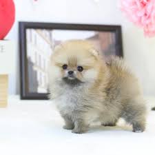 Check spelling or type a new query. Lovely Pomeranian Puppies Home Home Facebook