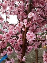 The kwanzan cherry tree's best feature is its enormous bundles of large double pink blossoms.the blossoms on the kwanzan flowering cherry lasts longer and eaiser to care for than other flowering cherry trees. Prunus Flowering Cherry