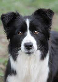Ammardan Border Collies Puppies