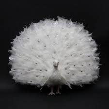 Bird With Big Feathers On Tail 27 White Regal Peacock Bird With Open Tail Feathers Christmas Decoration White Christmas Ornaments Peacock Bird Tail Feathers