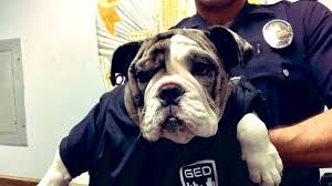 Find french bulldog for sale near you or sell to local buyers. Rare Bulldog Stolen In Illinois Tracked Down In Los Angeles King5 Com