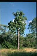 Image result for Brachychiton australis