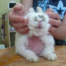 Uterine Problems Bishops Stortford Vets