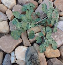 Image result for Chrozophora plicata