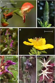 Image result for Virectaria major