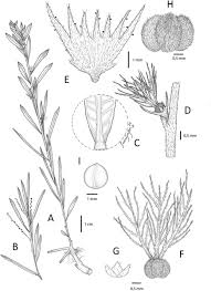 Image result for Acalypha welwitschiana