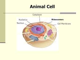 In this lab you will look at the eukaryotic cells of plants and animals. Biology 12 Cell Structure And Function Review Section 7 2 Figure 7 5 Plant And Animal Cells Go To Section Animal Cell Nucleus Nucleolus Cell Membrane Ppt Download