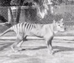 Despite presumptions to the contrary, it turns out that they might not even have been physically able to routinely kill large livestock. New Footage Released Of The Last Tasmanian Tiger