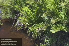 Image result for Acrostichum