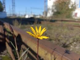 Image result for Pseudopodospermum hispanicum