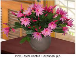 Cactus flower plants seem to be a treasure, springing forth from their thorny, humble parents. Easter Cactus How To Grow And Care For Easter Cactus