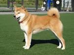 Shiba Inu Dog Breed Information, Pictures, Characteristics ...