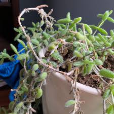 Image result for Delosperma tradescantioides