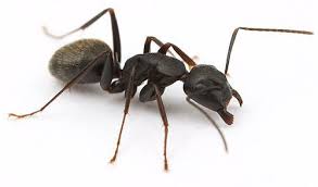 Black Ant Sugar Ant Bites Pictures Pin On Just For Fun