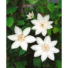 Asao used to be a popular lady's name in japanese high society; Clematis Care Hofland Gardens