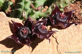 Image result for Duvalia polita