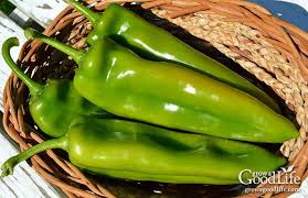 As the name suggests it is made with organic ingredients and superior quality beans. Canning Diced Green Chile Peppers