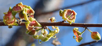Image result for Sterculia rogersii