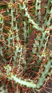 Acer palmatum, atropurpureum red leaf maple over 1 metre tall collection hucknall ng15 £££ in garden centres look amazing in any garden! 8 Monadenium Ideas In 2021 Euphorbia Succulents Plants