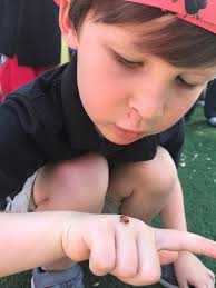 Just because it's an insect, doesn't mean it's a pest